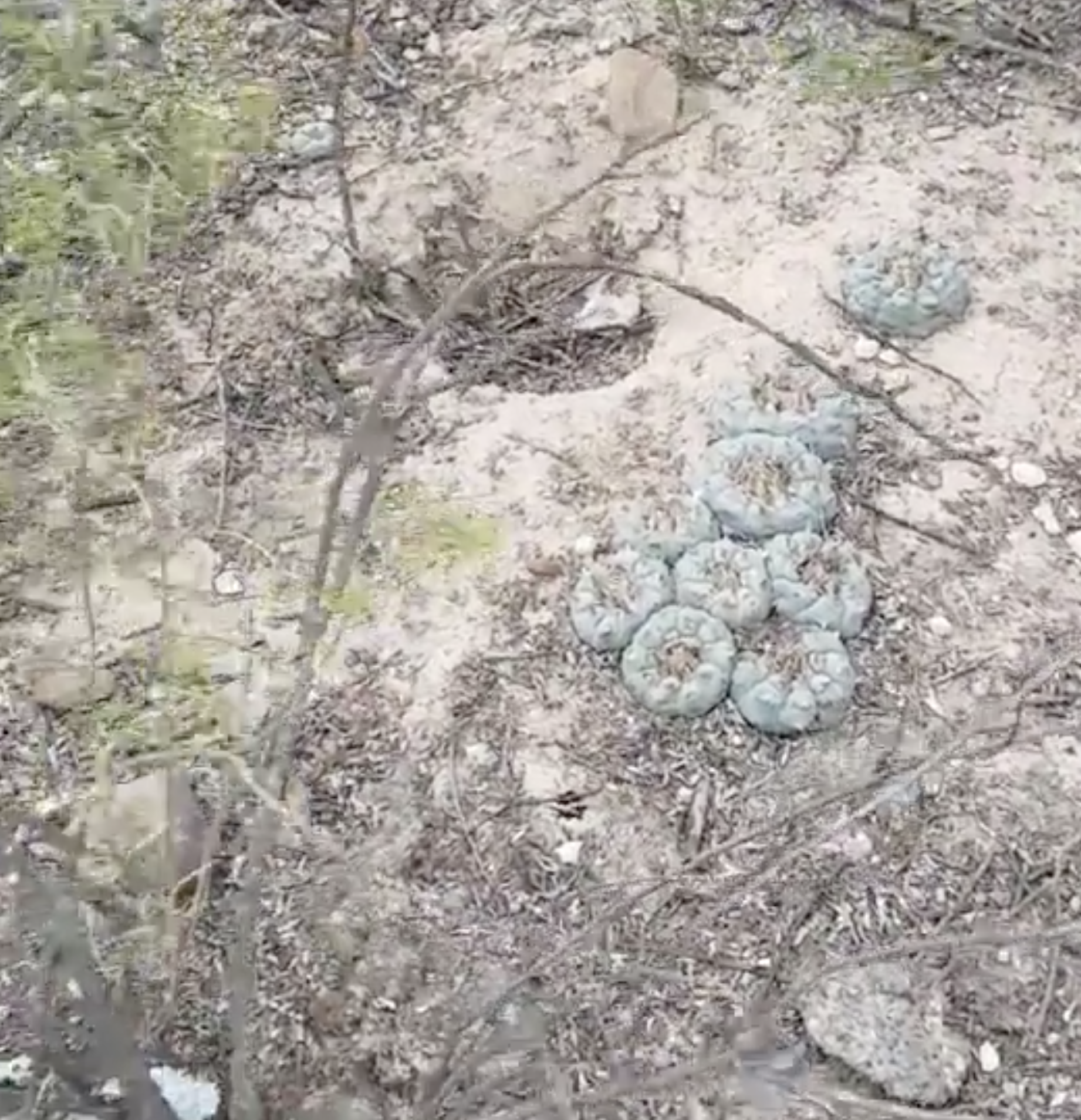 Lophophora Williamsii v Refugio Norias De Conde Cactus Seeds