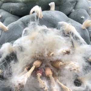 Lophophora Williamsii var. Grey-Blue Cactus Seeds