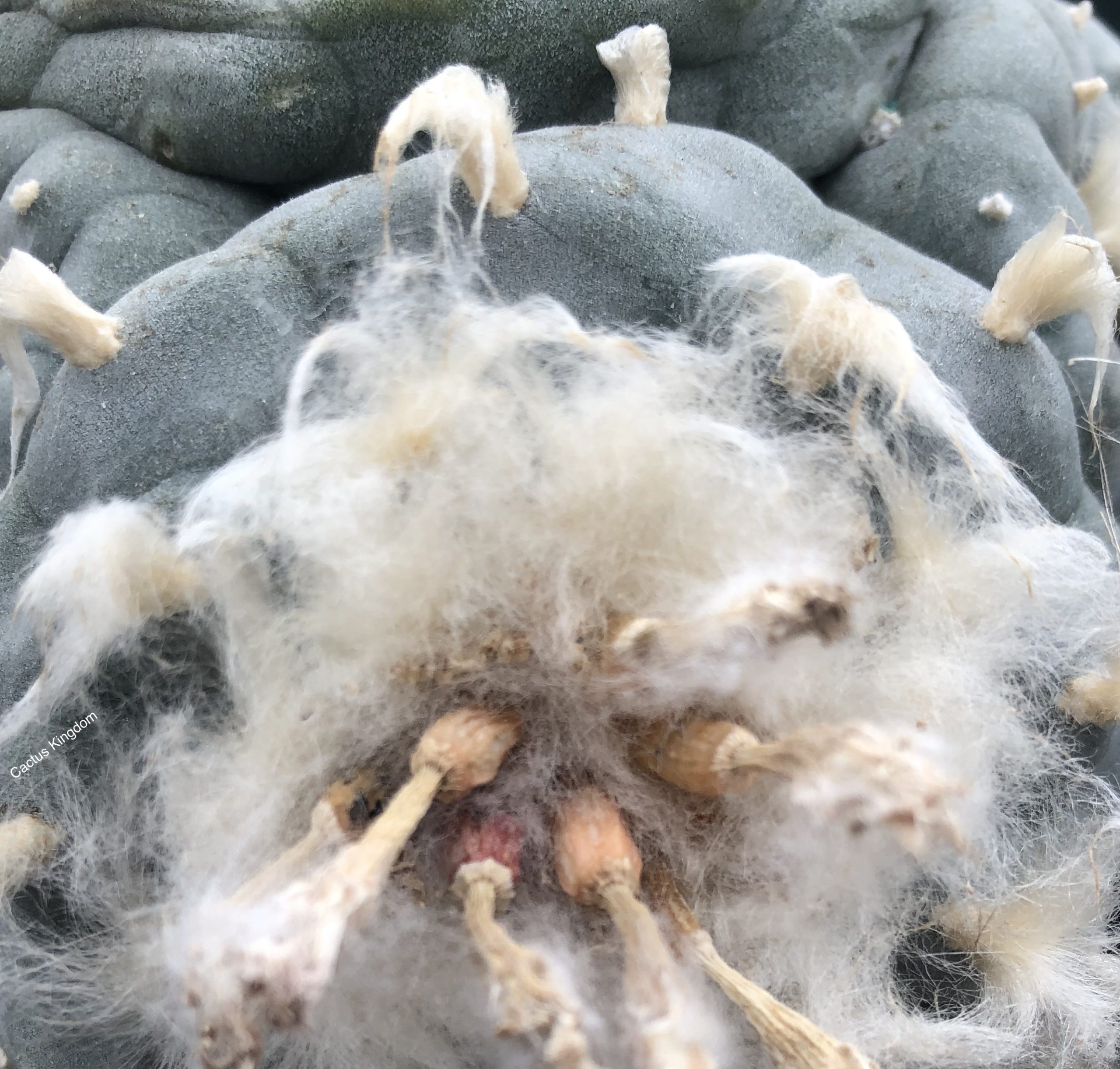 Lophophora Williamsii var. Grey-Blue Cactus Seeds