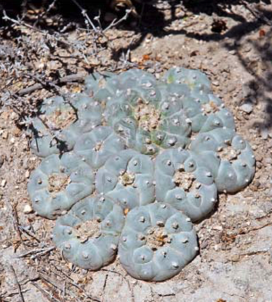 Lophophora Williamsii var. Grey-Blue Cactus Seeds - Image 2