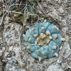 Lophophora Williamsii var. Mirando City Cactus Seeds