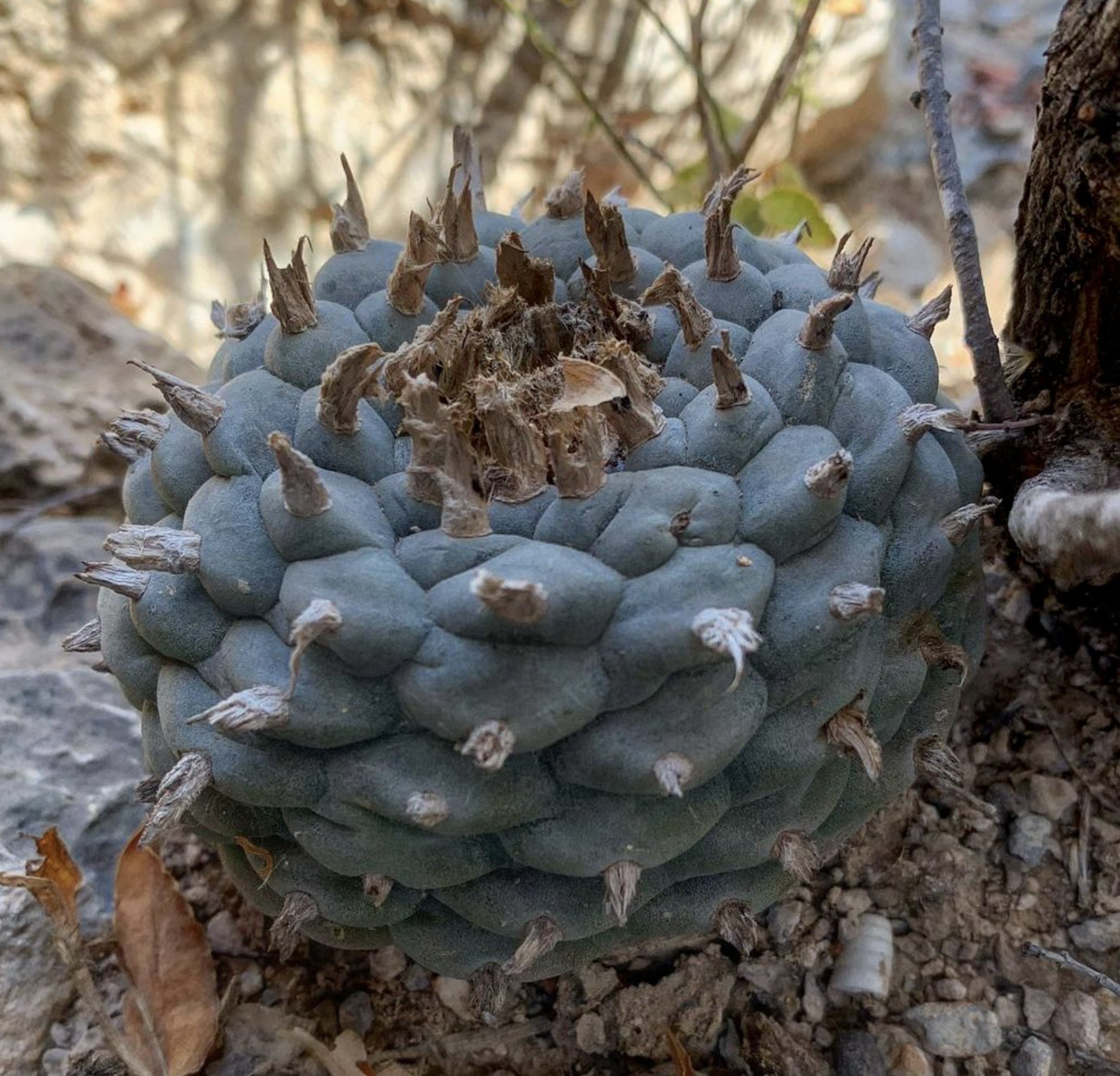 Lophophora Williamsii var. Nuevo Yucatan Cactus Seeds - Image 2