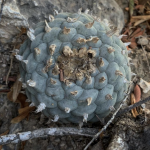 Lophophora Williamsii var. Nuevo Yucatan Cactus Seeds