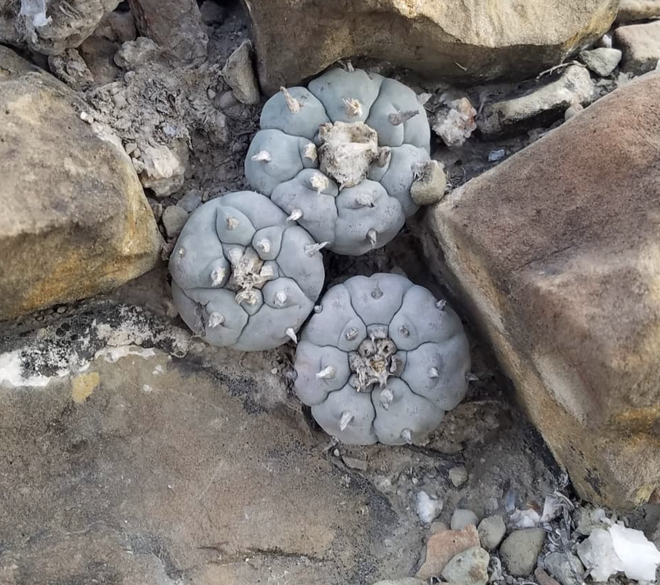 Lophophora Williamsii var. Puerto Sigala Cacti Seeds