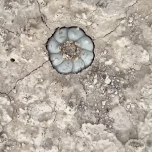 Lophophora Williamsii var. San Antonio