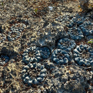 Lophophora Williamsii var. San Roberto