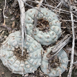 Lophophora Williamsii var. San Tiburcio Cactus Seeds