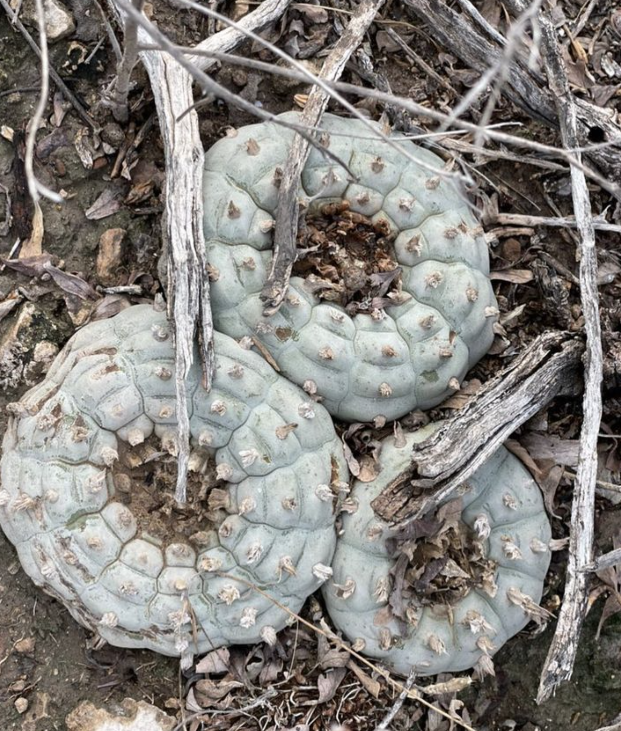 Lophophora Williamsii var. San Tiburcio Cactus Seeds
