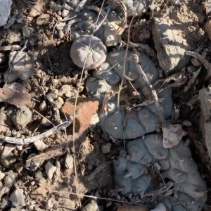 Lophophora Williamsii var. Villa Arista Cactus Seeds