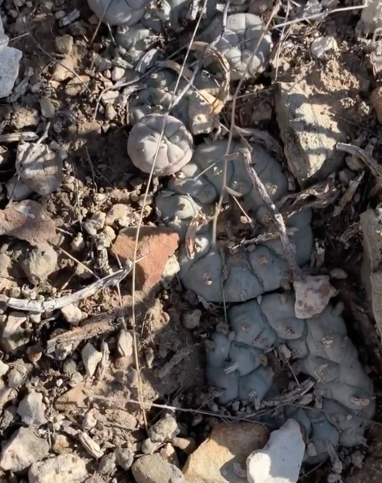 Lophophora Williamsii var. Villa Arista Cactus Seeds