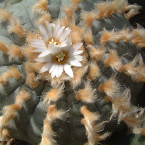 Lophophora Williamsii var. White Flower Cactus Seeds