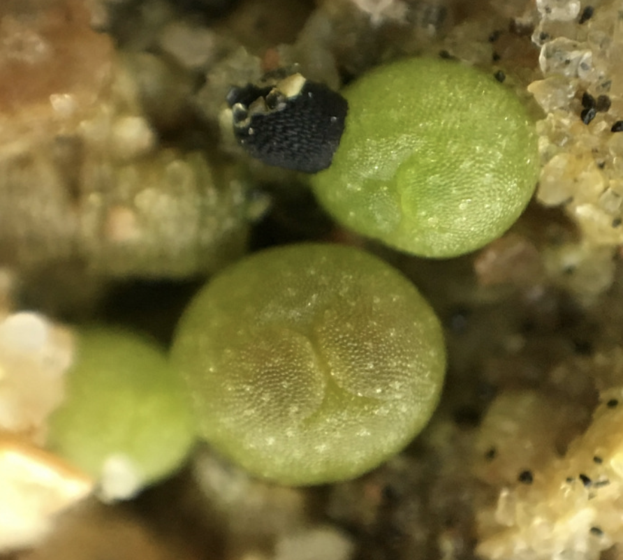 Lophophora var. Cuatro Ciénegas Cactus Seeds - Image 2