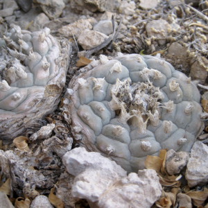 Lophophora var. Cuatro Ciénegas Cactus Seeds
