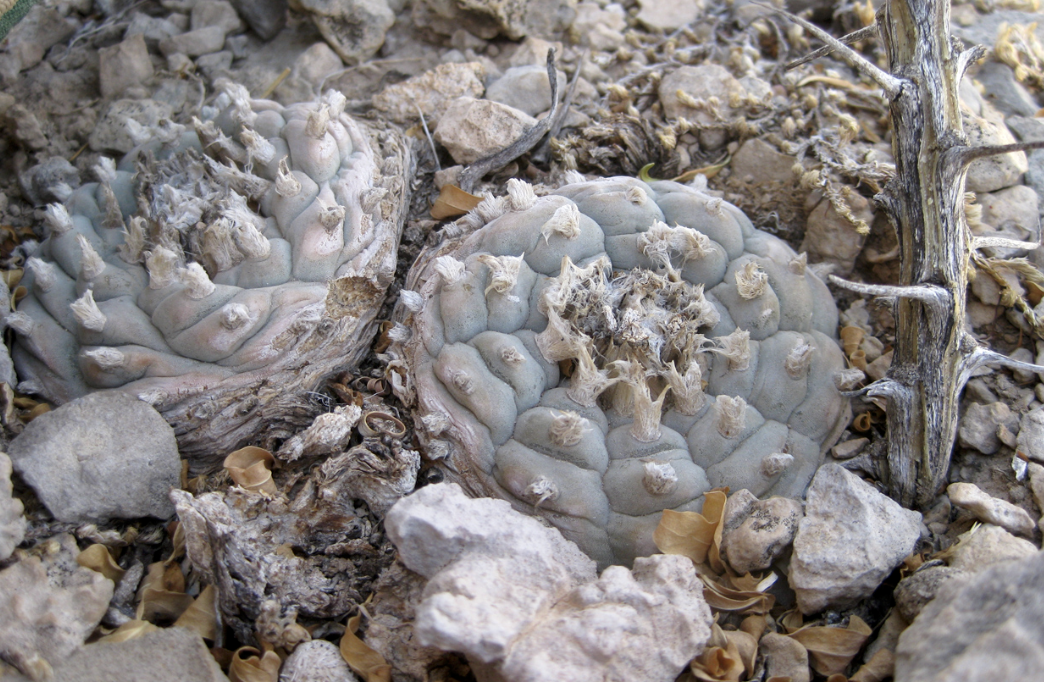Lophophora var. Cuatro Ciénegas Cactus Seeds