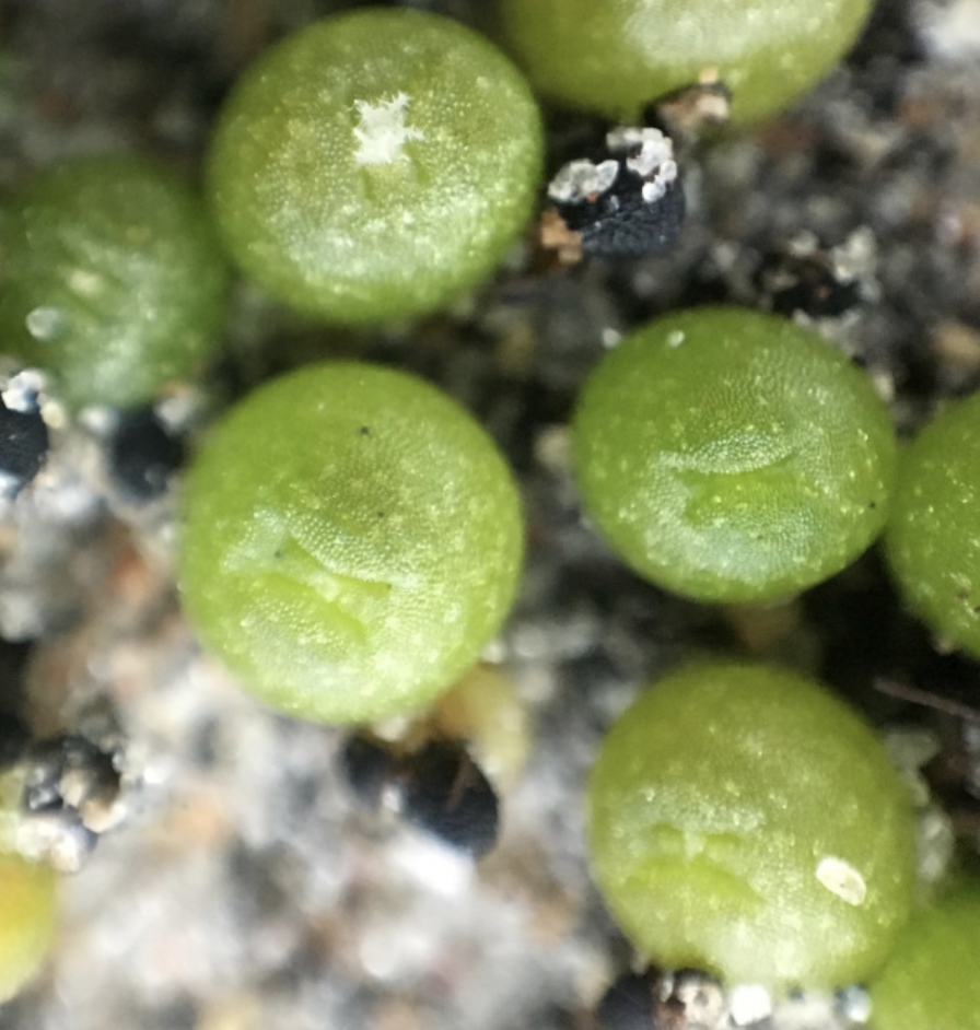 Lophophora var. Cuatro Ciénegas Cactus Seeds - Image 3