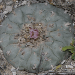 Lophophora var. La Rinconada Cactus Seeds
