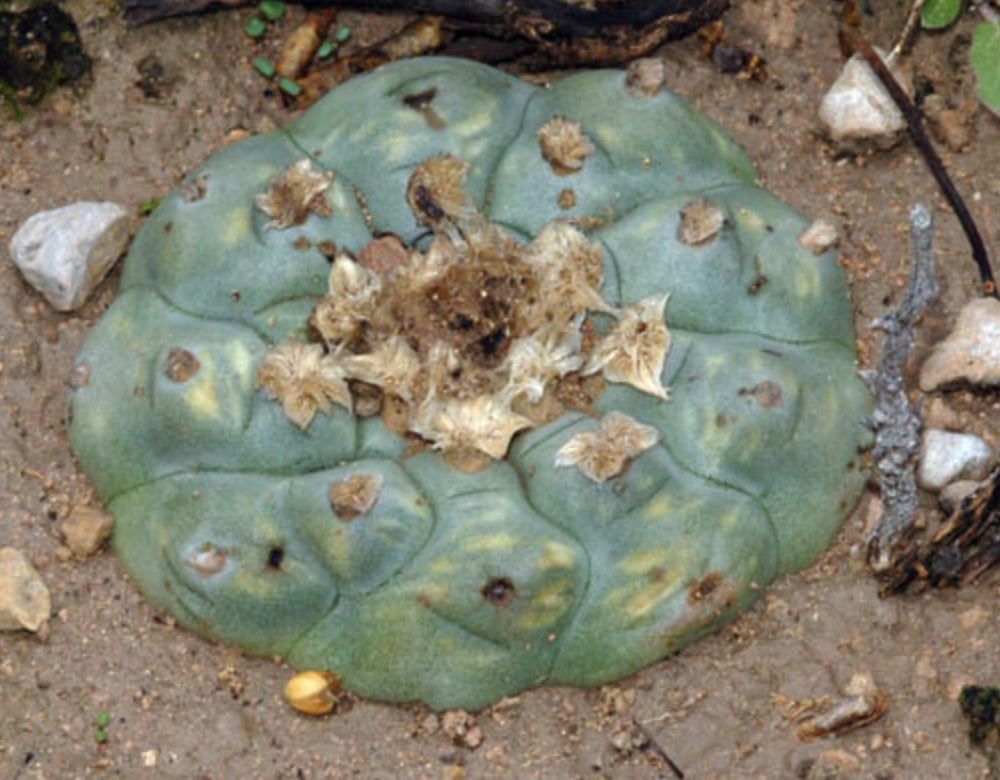 Lophophora var. Sierra De La Palla Cactus Seeds