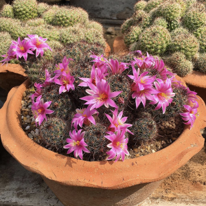 Mammillaria Mazatlanensis Cactus Seeds