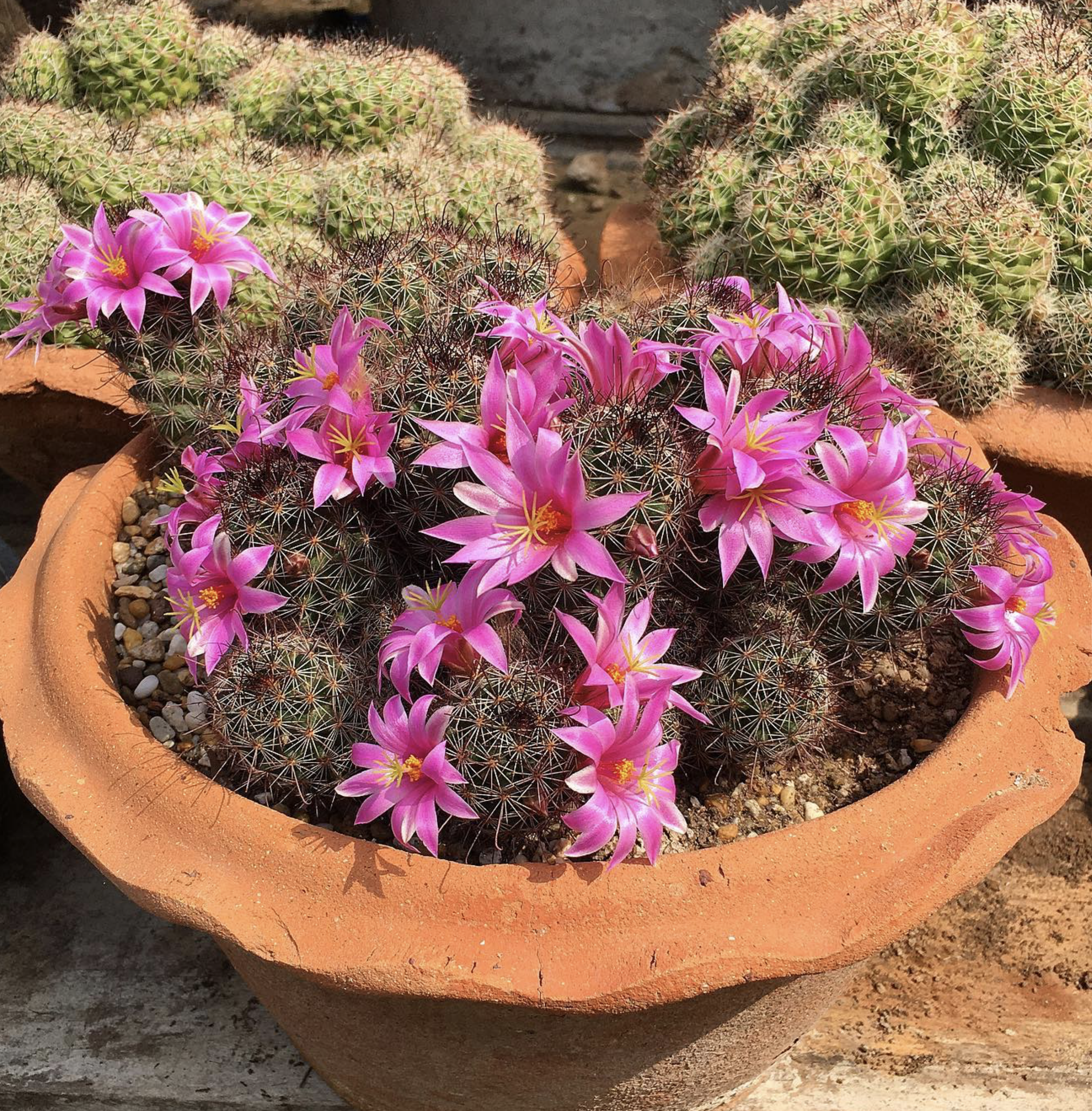 Mammillaria Mazatlanensis Cactus Seeds