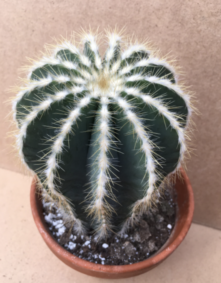 Parodia Mix Cactus Seeds - Image 3
