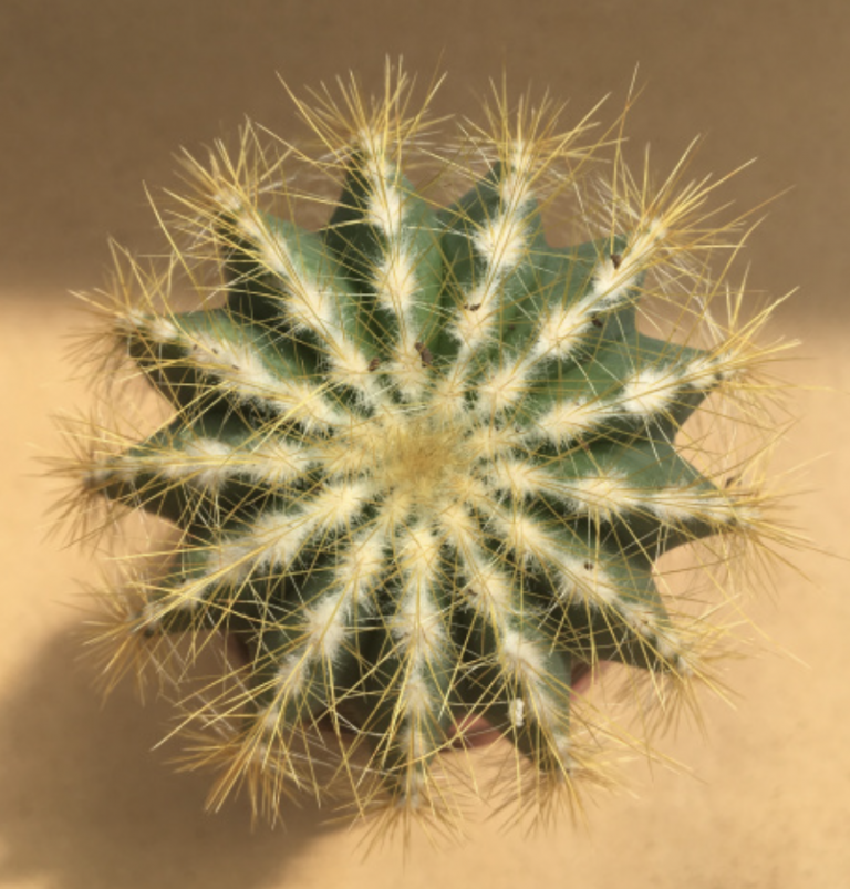Parodia Mix Cactus Seeds - Image 2