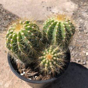 Parodia Mix Cactus Seeds