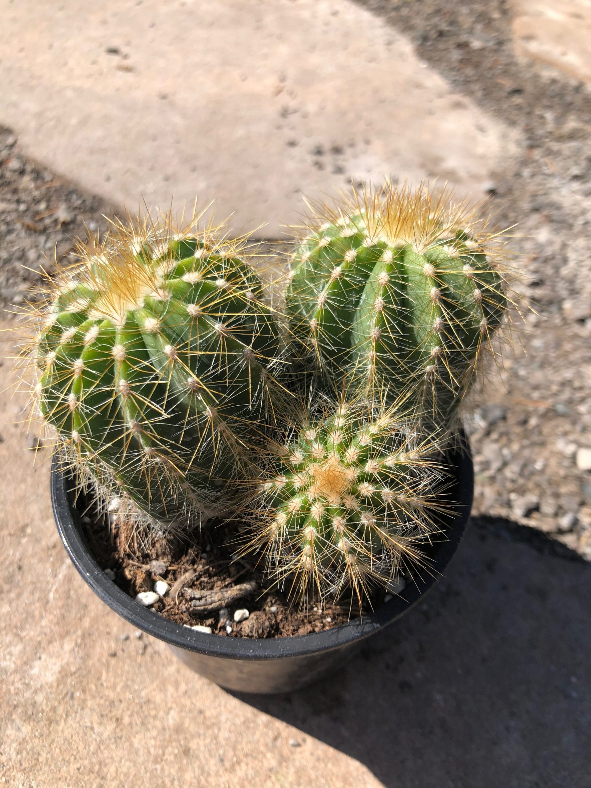 Parodia Mix Cactus Seeds