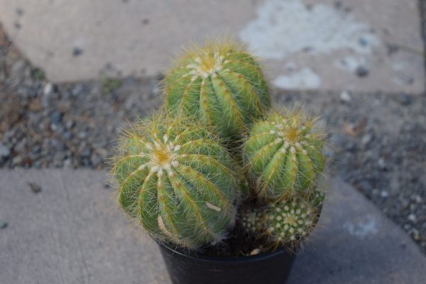 Parodia Mix Cactus Seeds - Image 4