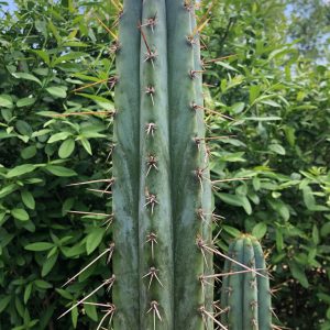 Peruvian Torch Cactus Seeds - Trichocereus Peruvianus