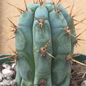 Peruvian Torch Cactus - Trichocereus Peruvianus Cactus