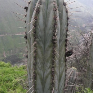 Peruvian Torch - Trichocereus Peruvianus Cactus Seeds