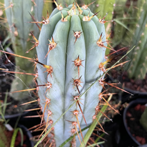 Peruvian Torch - Trichocereus Peruvianus Cactus Seeds | *OP
