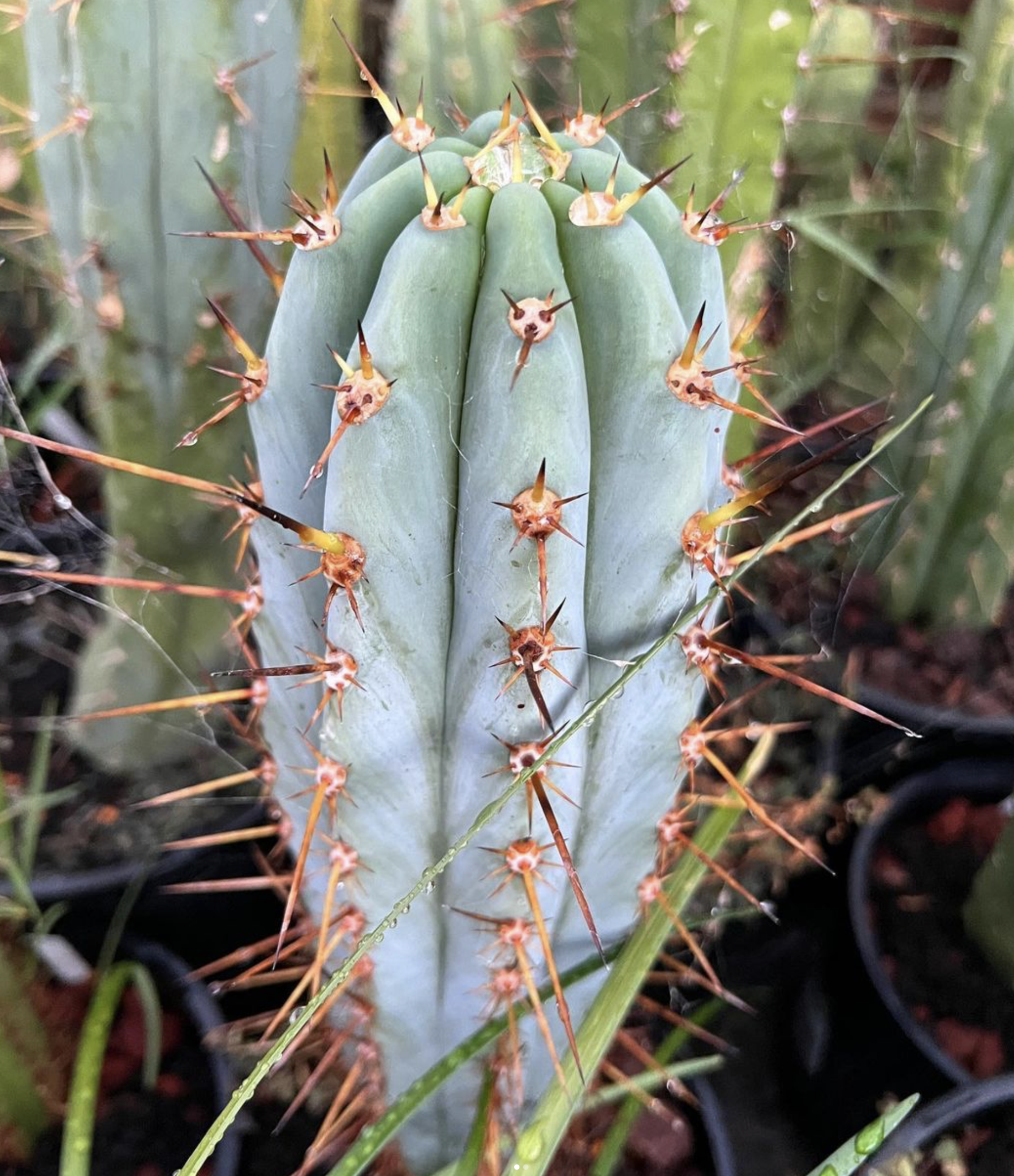 Peruvian Torch - Trichocereus Peruvianus Cactus Seeds | *OP