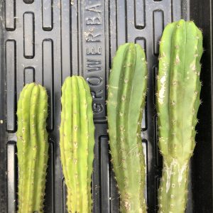 San Pedro Cactus - Seed Grown Trichocereus Pachanoi