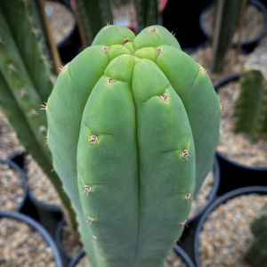 San Pedro - Trichocereus Pachanoi Cactus Seeds