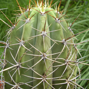 Trichocereus Boliviensis Cactus Seeds