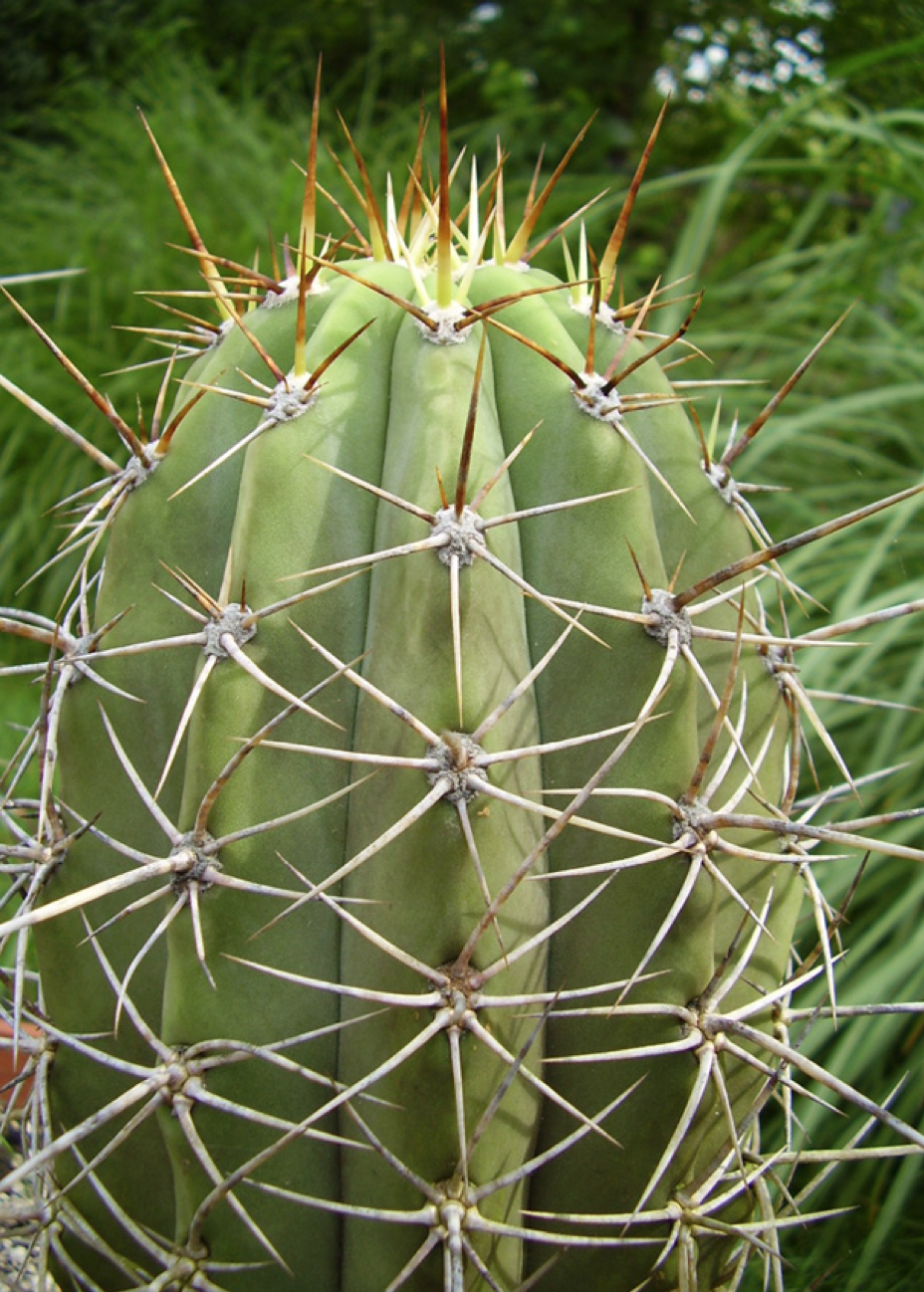 Trichocereus Boliviensis Cactus Seeds