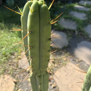 Trichocereus Bridgesii cv Dreggar
