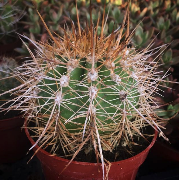 Trichocereus Candicans Cactus Seeds