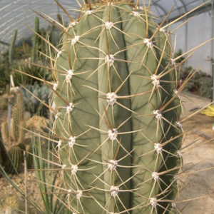 Trichocereus Escayachensis Cactus Seeds