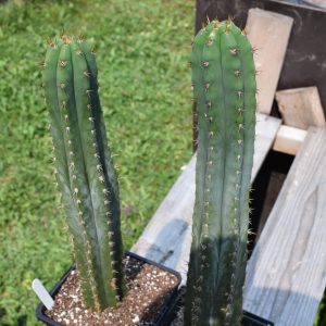 Trichocereus Pachanoi - Land Race San Pedro Cactus