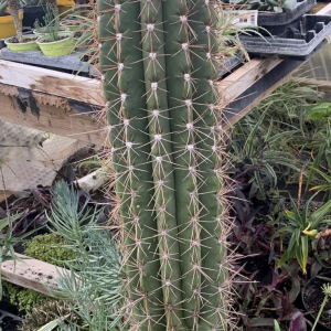 Trichocereus Pasacana Seeds