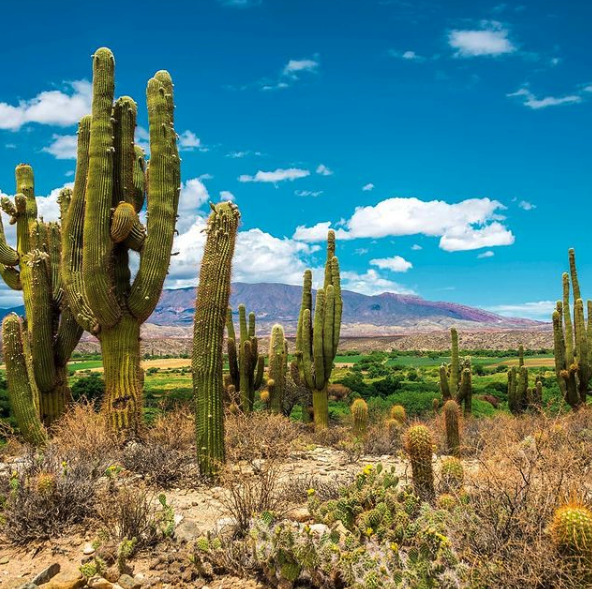 Trichocereus Pascana Cactus - Image 2