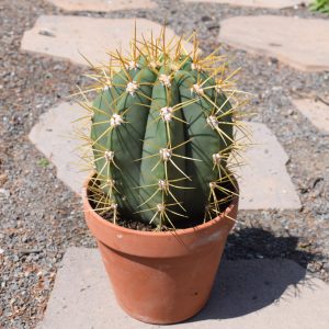Trichocereus Pascana Cactus