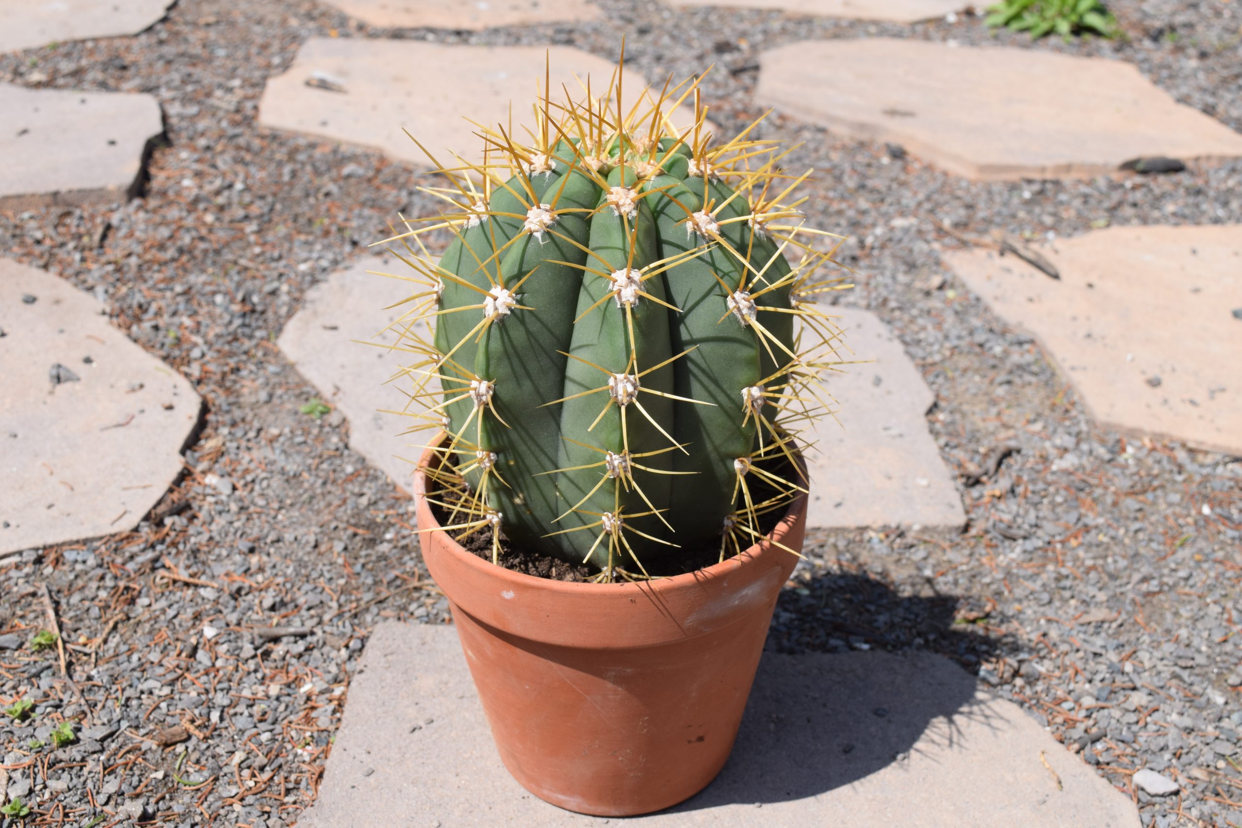 Trichocereus Pascana Cactus