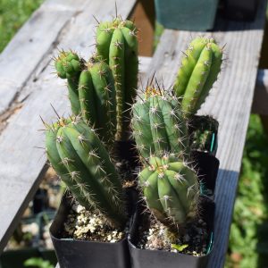 Trichocereus Peruvianus Matucana - Peruvian Torch Cactus