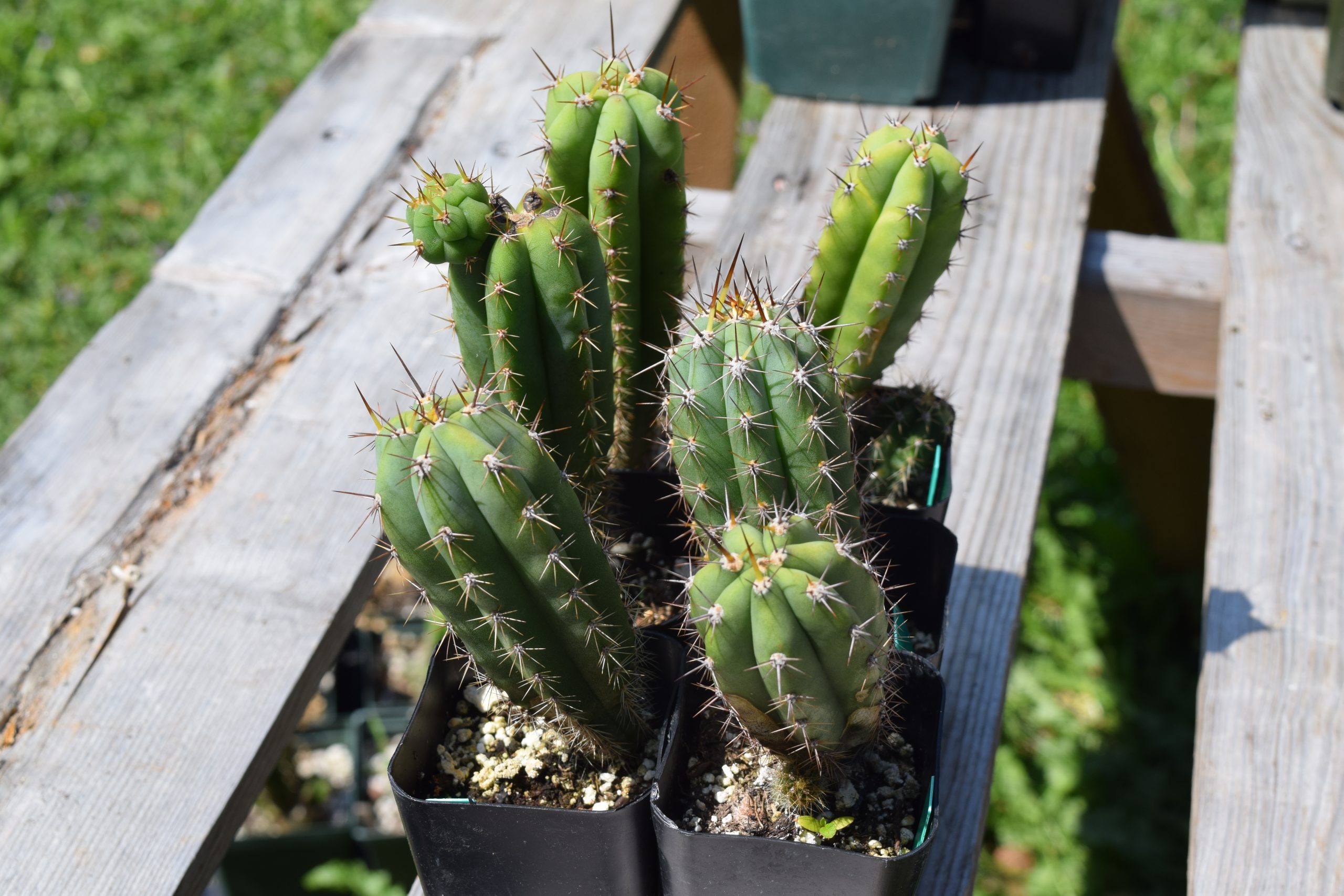 Trichocereus Peruvianus Matucana - Peruvian Torch Cactus