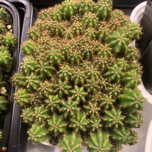 Trichocereus Scopulicola Cactus Seedlings