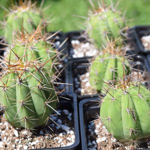 Trichocereus Werdermannianus Cactus