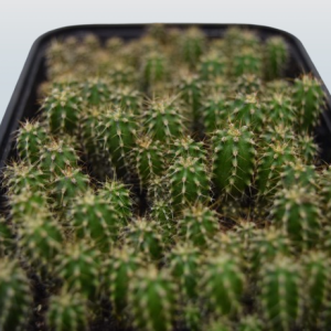 Trichocereus Pachanoi Seedlings - San Pedro Cactus  Seedling